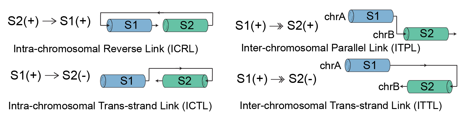 Modeling segment connectivity
